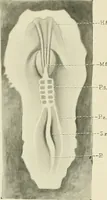 Picture 55 of 231 from Obstetrics : a text-book for the use of students and practitioners / by J. Whitridge Williams ... with eight coloured plates and six hundred and thirty illustrations in the text. (1903), leaf 123