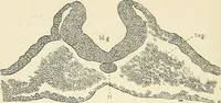 Picture 56 of 231 from Obstetrics : a text-book for the use of students and practitioners / by J. Whitridge Williams ... with eight coloured plates and six hundred and thirty illustrations in the text. (1903), leaf 124