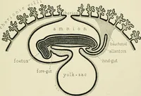Picture 58 of 231 from Obstetrics : a text-book for the use of students and practitioners / by J. Whitridge Williams ... with eight coloured plates and six hundred and thirty illustrations in the text. (1903), leaf 125