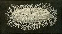 Picture 61 of 231 from Obstetrics : a text-book for the use of students and practitioners / by J. Whitridge Williams ... with eight coloured plates and six hundred and thirty illustrations in the text. (1903), leaf 130
