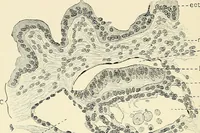 An illustration from Obstetrics : a text-book for the use of students and practitioners / by J. Whitridge Williams ... with eight coloured plates and six hundred and thirty illustrations in the text. (1903)