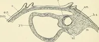 An illustration from Obstetrics : a text-book for the use of students and practitioners / by J. Whitridge Williams ... with eight coloured plates and six hundred and thirty illustrations in the text. (1903)
