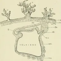 Picture 63 of 231 from Obstetrics : a text-book for the use of students and practitioners / by J. Whitridge Williams ... with eight coloured plates and six hundred and thirty illustrations in the text. (1903), leaf 133