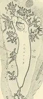 Picture 64 of 231 from Obstetrics : a text-book for the use of students and practitioners / by J. Whitridge Williams ... with eight coloured plates and six hundred and thirty illustrations in the text. (1903), leaf 134