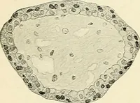 An illustration from Obstetrics : a text-book for the use of students and practitioners / by J. Whitridge Williams ... with eight coloured plates and six hundred and thirty illustrations in the text. (1903)