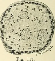 Picture 67 of 231 from Obstetrics : a text-book for the use of students and practitioners / by J. Whitridge Williams ... with eight coloured plates and six hundred and thirty illustrations in the text. (1903), leaf 136
