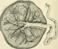 An illustration from Obstetrics : a text-book for the use of students and practitioners / by J. Whitridge Williams ... with eight coloured plates and six hundred and thirty illustrations in the text. (1903)