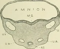 Picture 72 of 231 from Obstetrics : a text-book for the use of students and practitioners / by J. Whitridge Williams ... with eight coloured plates and six hundred and thirty illustrations in the text. (1903), leaf 163