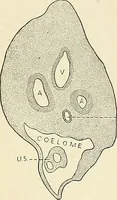 Picture 73 of 231 from Obstetrics : a text-book for the use of students and practitioners / by J. Whitridge Williams ... with eight coloured plates and six hundred and thirty illustrations in the text. (1903), leaf 164