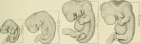 Picture 74 of 231 from Obstetrics : a text-book for the use of students and practitioners / by J. Whitridge Williams ... with eight coloured plates and six hundred and thirty illustrations in the text. (1903), leaf 169