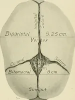 An illustration from Obstetrics : a text-book for the use of students and practitioners / by J. Whitridge Williams ... with eight coloured plates and six hundred and thirty illustrations in the text. (1903)