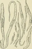 Picture 79 of 231 from Obstetrics : a text-book for the use of students and practitioners / by J. Whitridge Williams ... with eight coloured plates and six hundred and thirty illustrations in the text. (1903), leaf 187