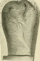 An illustration from Obstetrics : a text-book for the use of students and practitioners / by J. Whitridge Williams ... with eight coloured plates and six hundred and thirty illustrations in the text. (1903)