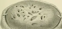 An illustration from Obstetrics : a text-book for the use of students and practitioners / by J. Whitridge Williams ... with eight coloured plates and six hundred and thirty illustrations in the text. (1903)