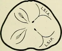 Picture 86 of 231 from Obstetrics : a text-book for the use of students and practitioners / by J. Whitridge Williams ... with eight coloured plates and six hundred and thirty illustrations in the text. (1903), leaf 225