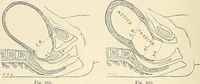 An illustration from Obstetrics : a text-book for the use of students and practitioners / by J. Whitridge Williams ... with eight coloured plates and six hundred and thirty illustrations in the text. (1903)