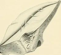 An illustration from Obstetrics : a text-book for the use of students and practitioners / by J. Whitridge Williams ... with eight coloured plates and six hundred and thirty illustrations in the text. (1903)