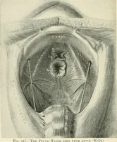 An illustration from Obstetrics : a text-book for the use of students and practitioners / by J. Whitridge Williams ... with eight coloured plates and six hundred and thirty illustrations in the text. (1903)