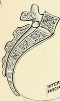 Picture 91 of 231 from Obstetrics : a text-book for the use of students and practitioners / by J. Whitridge Williams ... with eight coloured plates and six hundred and thirty illustrations in the text. (1903), leaf 266