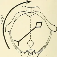 Picture 99 of 231 from Obstetrics : a text-book for the use of students and practitioners / by J. Whitridge Williams ... with eight coloured plates and six hundred and thirty illustrations in the text. (1903), leaf 288