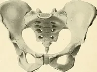 Picture 1 of 231 from Obstetrics : a text-book for the use of students and practitioners / by J. Whitridge Williams ... with eight coloured plates and six hundred and thirty illustrations in the text. (1903), leaf 30