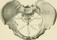 An illustration from Obstetrics : a text-book for the use of students and practitioners / by J. Whitridge Williams ... with eight coloured plates and six hundred and thirty illustrations in the text. (1903)