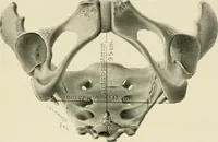 An illustration from Obstetrics : a text-book for the use of students and practitioners / by J. Whitridge Williams ... with eight coloured plates and six hundred and thirty illustrations in the text. (1903)