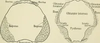 Picture 6 of 231 from Obstetrics : a text-book for the use of students and practitioners / by J. Whitridge Williams ... with eight coloured plates and six hundred and thirty illustrations in the text. (1903), leaf 35