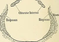 An illustration from Obstetrics : a text-book for the use of students and practitioners / by J. Whitridge Williams ... with eight coloured plates and six hundred and thirty illustrations in the text. (1903)