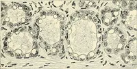 An illustration from Obstetrics : a text-book for the use of students and practitioners / by J. Whitridge Williams ... with eight coloured plates and six hundred and thirty illustrations in the text. (1903)