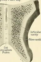 An illustration from Obstetrics : a text-book for the use of students and practitioners / by J. Whitridge Williams ... with eight coloured plates and six hundred and thirty illustrations in the text. (1903)