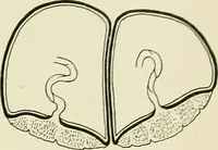 An illustration from Obstetrics : a text-book for the use of students and practitioners / by J. Whitridge Williams ... with eight coloured plates and six hundred and thirty illustrations in the text. (1903)