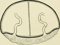 An illustration from Obstetrics : a text-book for the use of students and practitioners / by J. Whitridge Williams ... with eight coloured plates and six hundred and thirty illustrations in the text. (1903)