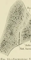 Picture 9 of 231 from Obstetrics : a text-book for the use of students and practitioners / by J. Whitridge Williams ... with eight coloured plates and six hundred and thirty illustrations in the text. (1903), leaf 39