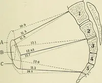 An illustration from Obstetrics : a text-book for the use of students and practitioners / by J. Whitridge Williams ... with eight coloured plates and six hundred and thirty illustrations in the text. (1903)