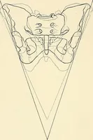 Picture 12 of 231 from Obstetrics : a text-book for the use of students and practitioners / by J. Whitridge Williams ... with eight coloured plates and six hundred and thirty illustrations in the text. (1903), leaf 42