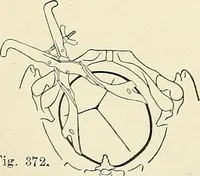 An illustration from Obstetrics : a text-book for the use of students and practitioners / by J. Whitridge Williams ... with eight coloured plates and six hundred and thirty illustrations in the text. (1903)