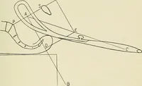 An illustration from Obstetrics : a text-book for the use of students and practitioners / by J. Whitridge Williams ... with eight coloured plates and six hundred and thirty illustrations in the text. (1903)
