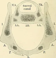 Picture 13 of 231 from Obstetrics : a text-book for the use of students and practitioners / by J. Whitridge Williams ... with eight coloured plates and six hundred and thirty illustrations in the text. (1903), leaf 44