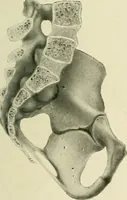 Picture 15 of 231 from Obstetrics : a text-book for the use of students and practitioners / by J. Whitridge Williams ... with eight coloured plates and six hundred and thirty illustrations in the text. (1903), leaf 45