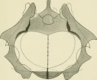An illustration from Obstetrics : a text-book for the use of students and practitioners / by J. Whitridge Williams ... with eight coloured plates and six hundred and thirty illustrations in the text. (1903)