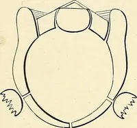 An illustration from Obstetrics : a text-book for the use of students and practitioners / by J. Whitridge Williams ... with eight coloured plates and six hundred and thirty illustrations in the text. (1903)