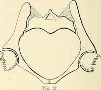 An illustration from Obstetrics : a text-book for the use of students and practitioners / by J. Whitridge Williams ... with eight coloured plates and six hundred and thirty illustrations in the text. (1903)