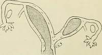 An illustration from Obstetrics : a text-book for the use of students and practitioners / by J. Whitridge Williams ... with eight coloured plates and six hundred and thirty illustrations in the text. (1903)