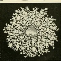 An illustration from Obstetrics : a text-book for the use of students and practitioners / by J. Whitridge Williams ... with eight coloured plates and six hundred and thirty illustrations in the text. (1903)