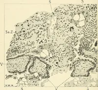 An illustration from Obstetrics : a text-book for the use of students and practitioners / by J. Whitridge Williams ... with eight coloured plates and six hundred and thirty illustrations in the text. (1903)