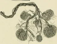 An illustration from Obstetrics : a text-book for the use of students and practitioners / by J. Whitridge Williams ... with eight coloured plates and six hundred and thirty illustrations in the text. (1903)