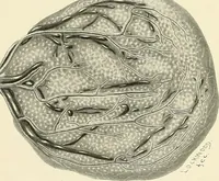 An illustration from Obstetrics : a text-book for the use of students and practitioners / by J. Whitridge Williams ... with eight coloured plates and six hundred and thirty illustrations in the text. (1903)