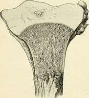 An illustration from Obstetrics : a text-book for the use of students and practitioners / by J. Whitridge Williams ... with eight coloured plates and six hundred and thirty illustrations in the text. (1903)