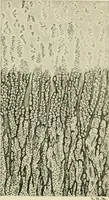 An illustration from Obstetrics : a text-book for the use of students and practitioners / by J. Whitridge Williams ... with eight coloured plates and six hundred and thirty illustrations in the text. (1903)